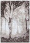 46507 Modern Trees 12-0 x 9-0